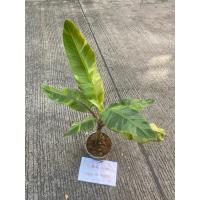 ราคา ต้นกล้วยเล็บมือนางด่าง(ลายฟลอริด้า)#5 มีหน่อติด ผลทานได้ต้นที่ส่ง คือ ต้นในรูปรับประกันความเสียหายจากการขนส่ง (24622941994)