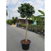 ราคา ต้นไทรใบหยก ไทรใบกลมใหญ่เงาสวย สูง 170 cmกระถาง 17 นิ้ว ดีไซต์สวยเหมาะแก่การจัดสวน ราคาย่อมเยาว์ (43811200499)