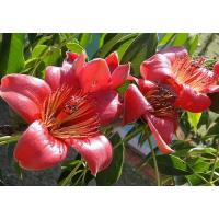 ราคา ต้นงิ้วแดง พันธุ์ไม้หายาก ดอกงิ้วใช้ทำน้ำเงี้ยว อาหารอร่อยของคนเหนือ พร้อมปลูกในถุงดำ 89 บาท (13311956962)