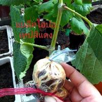 ราคา กิ่งตอนติดตาพันธุ์แบล็คโอปอ,บิวตี้,เพอเลท,เฟรม,ไวท์มะละกา (6519922187)