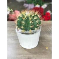 ราคา กระบองเพชร ถังทอง(ปลอม) (6054883753)