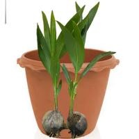 ราคา กล้ามะพร้าวน้ำหอมต้นเตี้ย แท้จากสวนอัมพวา 1 กล่องบรรจุ 2 ต้นกล้า (21182822082)