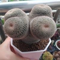 ราคา แคคตัสนกฮูก แตกตา 2หัว 4ตา ต้นใหญ่มาก ไม้เมล็ด แตกตาธรรมชาติmammillaria microthele (แมมนกฮูก) (20645016724)