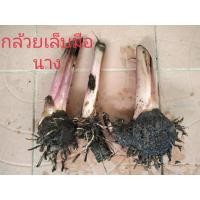 ราคา หน่อกล้วยเล็บมือนาง ชุด4หน่อ พันธ์แท้จากชุมพร หน่อกล้วย กล้วยเล็บมือนาง (13791356272)