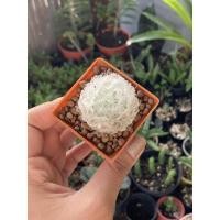 ราคา ไม้ชำหน่อ ไซต์ M แมมขนนกขาว-ดอกเหลือง ส่งทั้งกระถาง (7657772583)