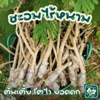 ราคา ชะอมไร้หนาม 1 กิ่ง | กิ่งตอน รากเดิน พร้อมปลูก (57604832573)