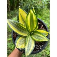 ราคา ต้นลิ้นมังกรด่างแคระ☘️ สีเขียวเหลืองด่าง ☘️ฟอร์มสวยมาก⭐️ ต้นไม้ฟอกอากาศ ต้นไม้มงคล เสริมสิริมงคราคาถูกสุด (12219644038)