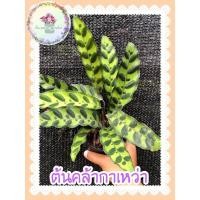 ราคา คล้ากาเหว่าลาย กระถาง 4" (15604977906)