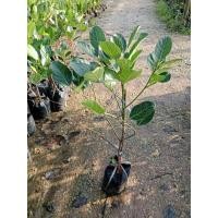 ราคา ต้นขนุนแดงสุริยา แบบทาบกิ่ง (25195474421)