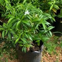 ราคา ต้นดอกพุดศุภโชค ไม้ประดับสวน (28167444703)