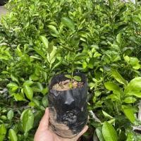 ราคา มะนาวแป้นแท้ ต้นกล้ามะนาวแป้น มะนาวส้มตำ (11040247648)