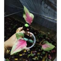 ราคา บอนสีนางตะเคียนทอง สวยมาก (15020100628)