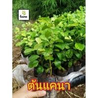 ราคา ต้นแคนา สูง 15-25 เซนติเมตร #กล้าไม้ป่าไม้เศรษฐกิจ (6695492055)