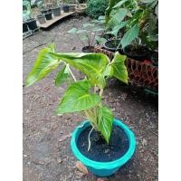 ราคา ไม้มงคล เสน่ห์จันทร์ขาว (11340671243)