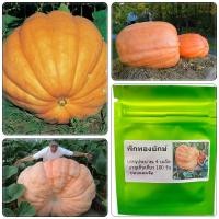ราคา เมล็ดพันธุ์ ฟักทองยักษ์ 4 เมล็ด ของแท้จ้า (25990863483)
