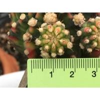 ราคา 01- โมโมทาโร่ ไม้กราฟ 1 ต้น # Cactus แคคตัส กระบองเพชร ไม้อวบน้ำ ไม้กราฟ ราคาถูก​ (8076962196)