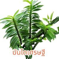ราคา ต้นบันไดเศรษฐี หรือต้นว่านตีนตะขาบ ต้นไม้มงคล (23579167458)