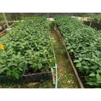 ราคา ต้นพันธุ์ ต้น เกาลัด ถุงดำต้นละ 99 บาท เกาลัดพันธุ์วาวี 2 Chinese chestnut (29163776277)