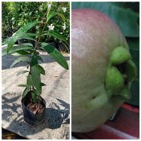 ราคา ต้นชมพู่ ชมพู่น้ำดอกไม้สีแดง ชมพู่น้ำดอกไม้แดงแพรวา ลำต้นสูง 60-70 ซม (5969011633)