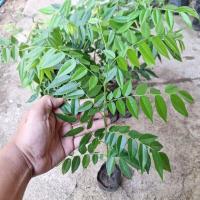 ราคา พยุงไหหลำ พันธุ์แท้ เนื้อไม้ราคาแพง (27475887466)