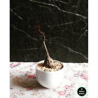 ราคา ต้นมะยมเงินมะยมทอง พร้อมกระถาง (11604790912)