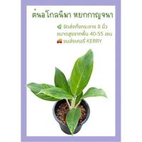 ราคา ต้นหยกกาญจนา ในกระถาง 8 นิ้ว ต้นฟอร์มสวย ใบสวยแข็งแรง ส่งทั้งกระถาง (4269053547)