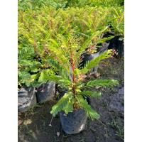 ราคา ต้นธรณีสาร ว่านธรณีสาร ไม้มงคล ที่ควรมีติดบ้าน ต้นแข็งแรง พร้อมปลูก ( ถุงเพาะ 5 นิ้ว) (44127286145)