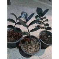 ราคา กวักมรกตดำ ต้นกวักมรกตดำ (6792394827)