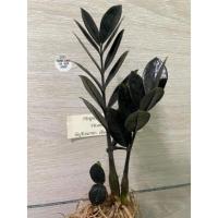 ราคา #13กวักมรกตดำต้นไม้มงคล (21038601307)