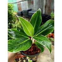 ราคา อโกลนีมาหยกกาญจนาใบเขียวก้านขาว (13018578983)