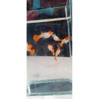 ราคา ปลา​หางนกยูง​เกรด​ อัลมิโน่โค่ย (25169512915)