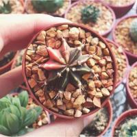ราคา Gymnocalycium variegata ยิมโนด่าง (11567401)