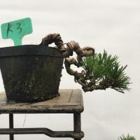 ราคา Black Pine Bonsai Black Pine Modeling Bonsai Black Pine Modeling Material Black Pine Bonsai Dwarf Pyrant Black Pine (29420812129)