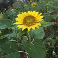 ราคา 100 กรัม เมล็ดพันธุ์ทานตะวันปลูกดูดอก แบ่งขาย : ร้าน dddOrchids (21466908512)