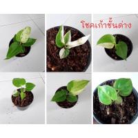 ราคา โชคเก้าชั้นด่างชมพูโชคเก้าชั้นด่าง กระถาง3 นิ้ว ต้นเล็ก ด่างไม่ต้องรอลุ้น ทักแชทเลือกต้นไม้ก่อนนะคะ (13900964839)