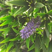 ราคา Tree O ต้นไม้เทียมทรงกลม ขนาด 33×33×33 ซม. MZ185008A สีเขียว (4489379783)