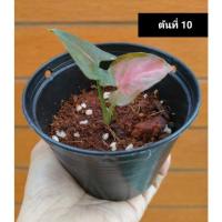 ราคา Syngonium ออมนาคแดง ต้นที่ 10 (9075297809)