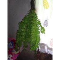 ราคา เฟิร์นสไบนาง ชุด 10 ต้น (11295039294)