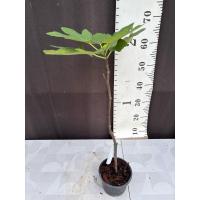 ราคา มะเดื่อฝรั่ง ต้นมีตำหนิ ขยายภาพดูก่อนขายตามสภาพ ไม่รับเคลม พิจารณาก่อนรับ (40800026199)