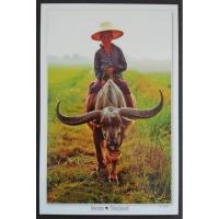 ราคา [โปสการ์ด พร้อมแสตมป์ 3 บาท ที่เข้าคู่กัน] ชุดชาวนาและควาย ท่ามกลางนาข้าว ขนาด 4 x 6 นิ้ว (5883684354)