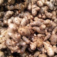 ราคา ว่านพะตะบะ ว่านไล่ผี ว่านไทย 2 เหง้า (5365073951)