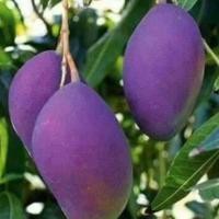 ราคา มะม่วงน้ำดอกไม้สีม่วงกิ่งเสียบยอดขนาด50ซม. (3501307785)