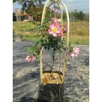 ราคา กุหลาบเลื้อยสีชมพู(แคร์มาแตง) (15420046974)