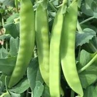 ราคา เมล็ด :Snow pea Seeds Green Peas ถั่วหิมะ ถั่วลันเตา ถั่วลันเตาหิมะ เมล็ดผัก เมล็ดพันธุ์ ถั่วหวาน 10 เมล็ดเมล็ดพันธุ์ (54451489329)