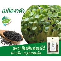 ราคา เมล็ดงาดำ ปลูกกินต้นอ่อน ปลูกกินเมล็ดงา #Black Sesame (8715834690)
