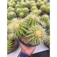 ราคา ถังทองฟอร์มกอ แฝดสามหัว กระบองเพชรต้นใหญ่มาก ไม้ประดับ ไม้มงคล แต่งสวน (18945671208)