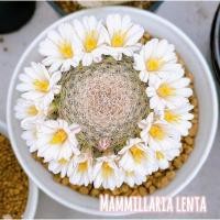 ราคา แคคตัส แมมเลนต้า ชำหน่อ ( ส่งแบบถอดกระถาง ) ขนาด 3.5-4 cm. (23514522593)