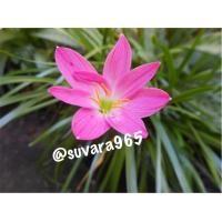 ราคา บัวดิน โรเซีย บัวดินสีชมพู บัวดินโรเซีย หัวบัวดิน ดอกบัวดิน สีชมพู หัวบัวดิน Zephyranthes Rain Lily Rain Lilies (2581216070)