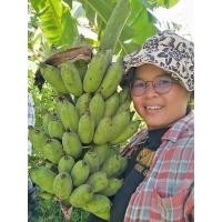 ราคา กล้วย​น้ำว้า​มะลิ​อ่อง​ หน่อละ20บาท (ขาย1​ชุด​5​หน่อ​100​บาท​) (23817362804)