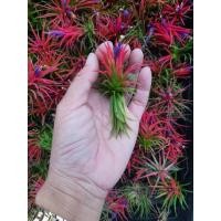 ราคา 1ต้น ทิลแลนเซีย สัปรดอากาศ ทิลแลนเซีย (Tillandsia ionantha) (16120756202)